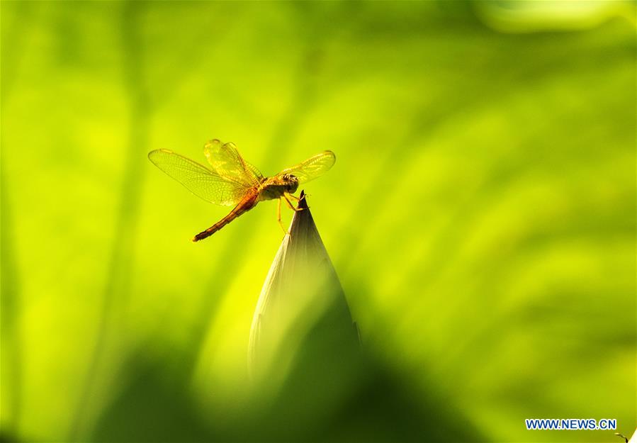 #CHINA-SUMMER-LOTUS (CN)