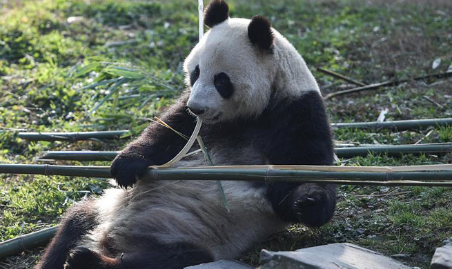 China's giant pandas leave for Finland