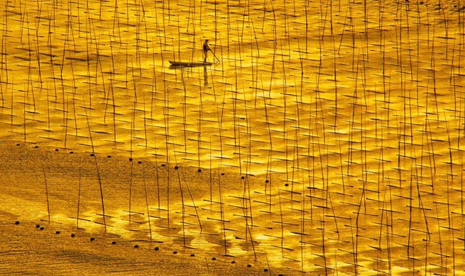 Laver cultivation base in Xiapu County, SE China's Fujian