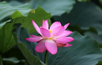 Scenery of lotus pond in China's Jiangsu