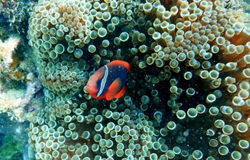 Ecosystem of coral reef preserved well in S China's Hainan