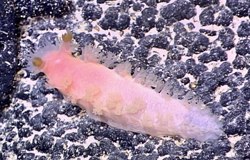 China's research vessel collects about 250 species during Western Pacific expedition