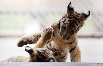 Over 30 Siberian tiger cubs born from end of February at Heilongjiang breeding center