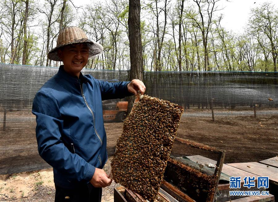 （在习近平新时代中国特色社会主义思想指引下——新时代新气象新作为·图文互动）（4）河南民权：三代造林人接力68年播绿黄河故道