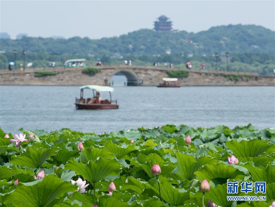 （环境）（3）西湖荷花盛开