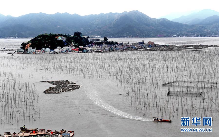 （经济）（5）福建霞浦：渔民海上忙冬播 