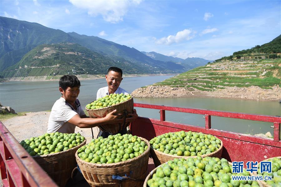 （在习近平新时代中国特色社会主义思想指引下——新时代新作为新篇章）（11）重庆巫山：“生态宝贝”变身“摇钱树”