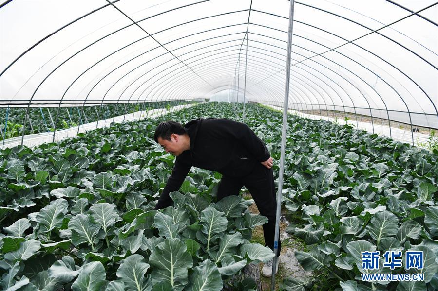 （决战决胜脱贫攻坚·图文互动）（2）贵州黔东南：抢抓坝区春耕 决胜脱贫攻坚