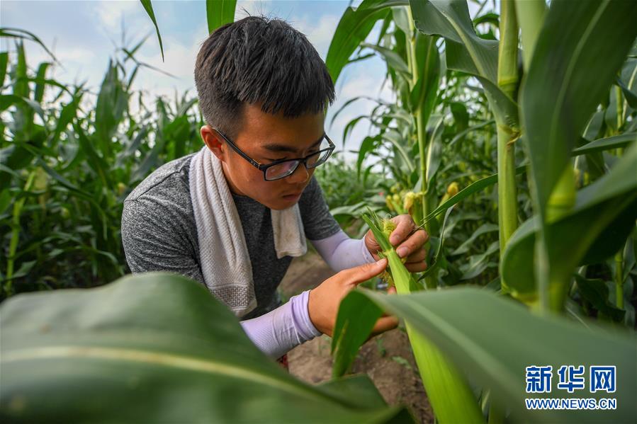 （新华全媒头条·图文互动）（7）为现代农业探新路——来自吉林梨树的田野报告