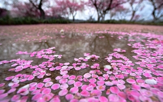 杭州：雨后梅花落满地