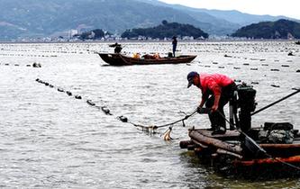 福建霞浦：渔民海上忙冬播