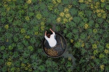 浙江湖州：秋风起 采菱忙