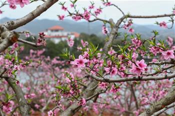 “桃花故里”赏桃花