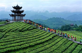 湖北恩施：山区茶园引游客