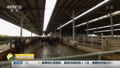 意大利奶酪生产“高招”：给水牛听莫扎特音乐