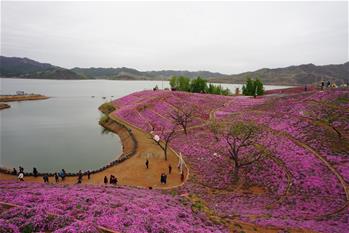 河北迁西：花海醉游人